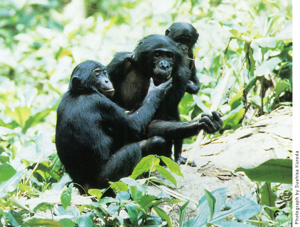 With her infant beside her, Kame shares provisioned sugar cane with Senta, a non-related juvenile, at the Wamba pygmy chimpanzee research station, Democratic Republic of the Congo, 1987. With her infant beside her, Kame shares provisioned sugar cane with Senta, a non-related juvenile, at the Wamba pygmy chimpanzee research station, Democratic Republic of the Congo, 1987.