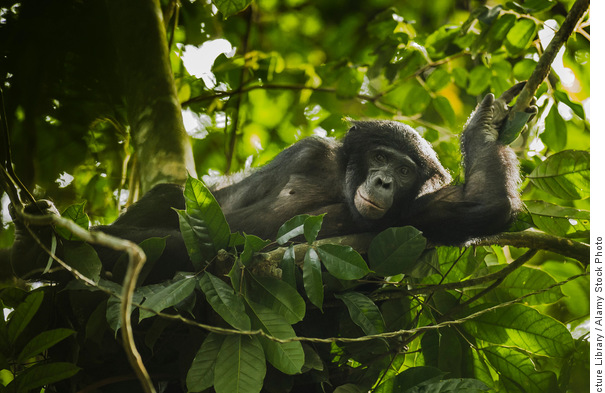 A female bonobo rests in a day nest of compacted branches and leaves high in the forest canopy at the Kokolopori Bonobo Reserve, Democratic Republic of the Congo. A female bonobo rests in a day nest of compacted branches and leaves high in the forest canopy at the Kokolopori Bonobo Reserve, Democratic Republic of the Congo.