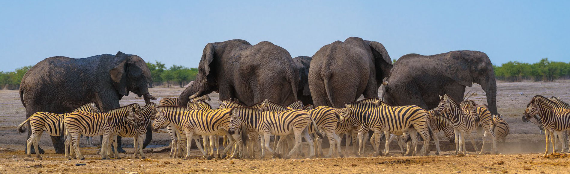 Elephants and zebras - WTM South Africa News Herd of elephants and zebra all gathered together