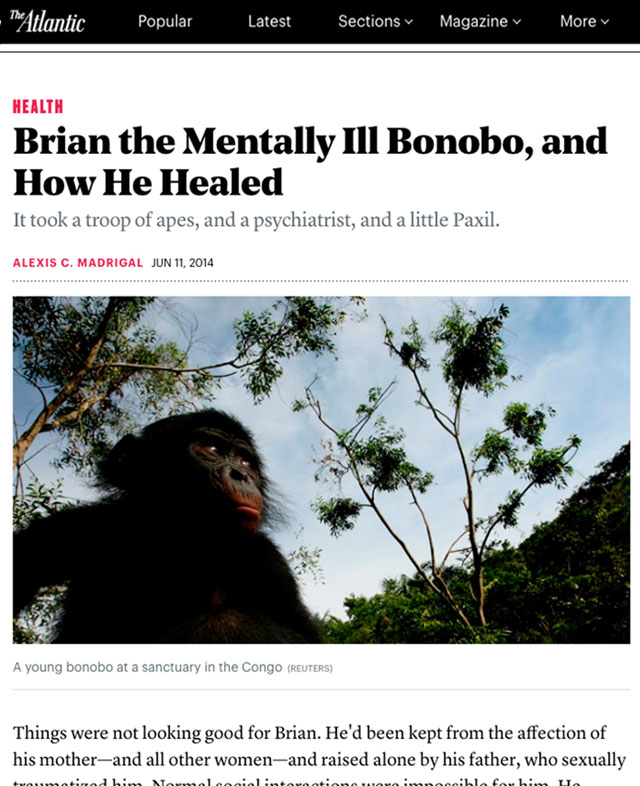 Harry-Prosen-Brian-bonobo-Atlantic-article-thumbnail_WEB_640x786.jpg The Atlantic article about Professor Harry Prosen and Brian the bonobo